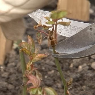 roser planting roser planting